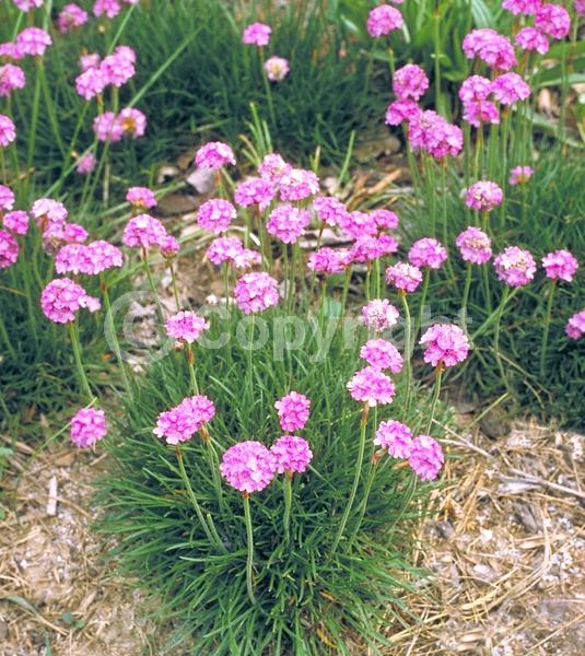 Pink blooms; Deciduous; Broadleaf