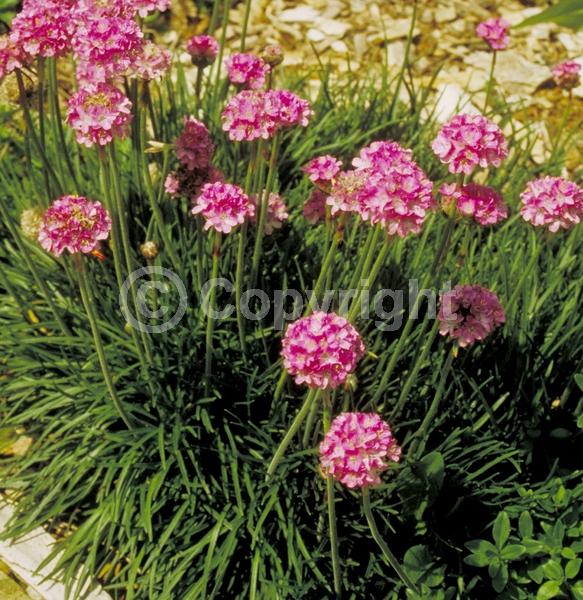 Red blooms; Purple blooms; White blooms; Pink blooms; Evergreen; Broadleaf; North American Native