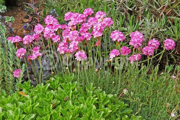 Red blooms; Purple blooms; White blooms; Pink blooms; Evergreen; Broadleaf; North American Native