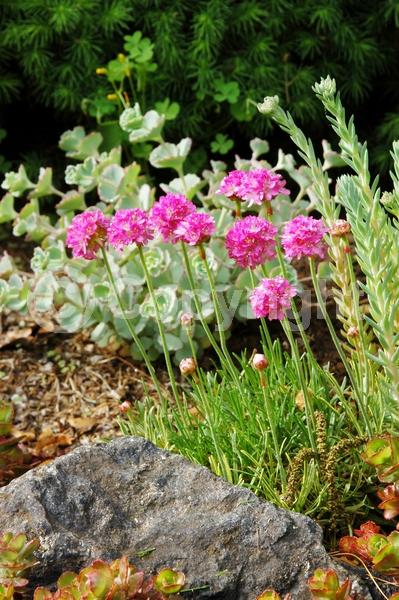 Red blooms; Purple blooms; White blooms; Pink blooms; Evergreen; Broadleaf; North American Native
