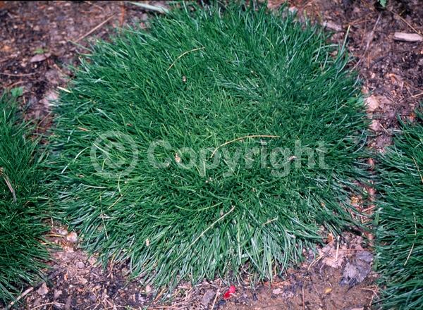 Red blooms; Purple blooms; White blooms; Pink blooms; Evergreen; Broadleaf; North American Native