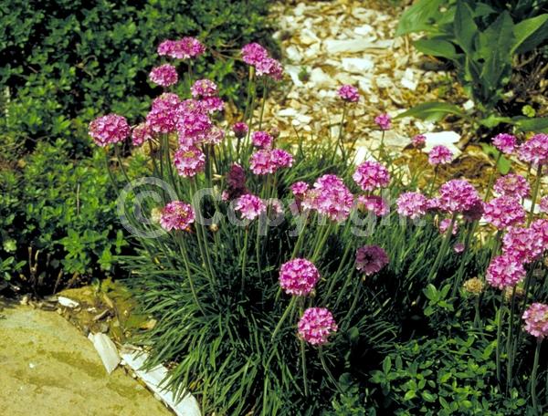 Red blooms; Purple blooms; White blooms; Pink blooms; Evergreen; Broadleaf; North American Native