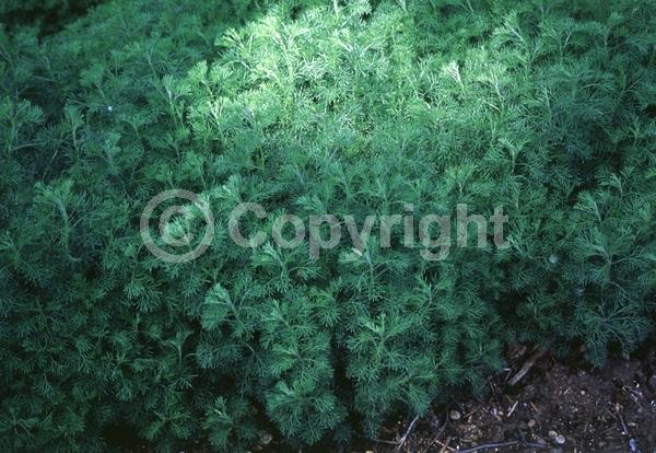 Yellow blooms; Semi-evergreen; Broadleaf