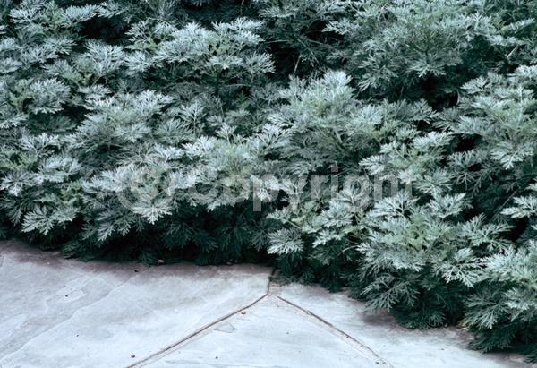 Yellow blooms; Evergreen; Broadleaf