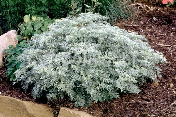 Yellow blooms; Evergreen; Broadleaf