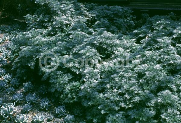 Yellow blooms; Evergreen; Broadleaf