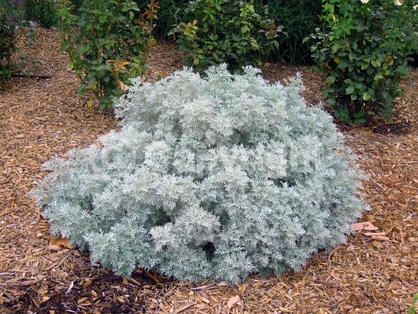 Yellow blooms; Evergreen; Broadleaf