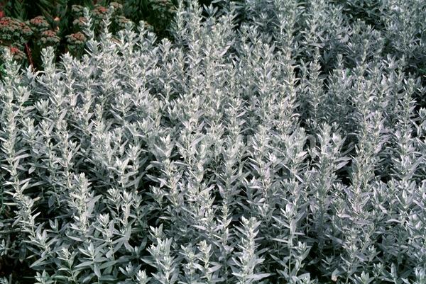 Yellow blooms; North American Native