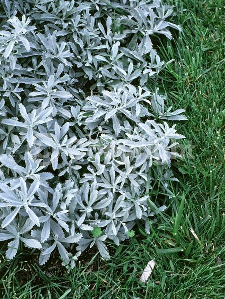Yellow blooms; Brown blooms; Evergreen; Broadleaf