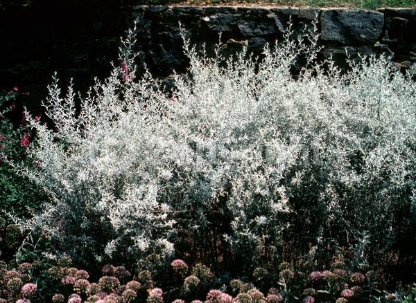 Yellow blooms; Brown blooms; Evergreen; Broadleaf