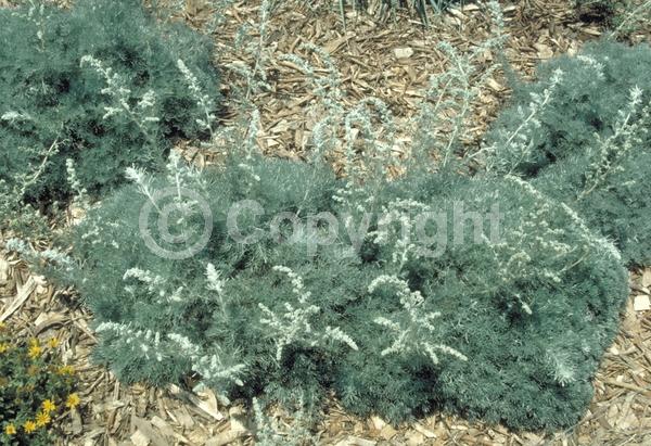 White blooms; North American Native