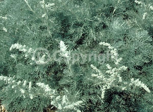 White blooms; North American Native