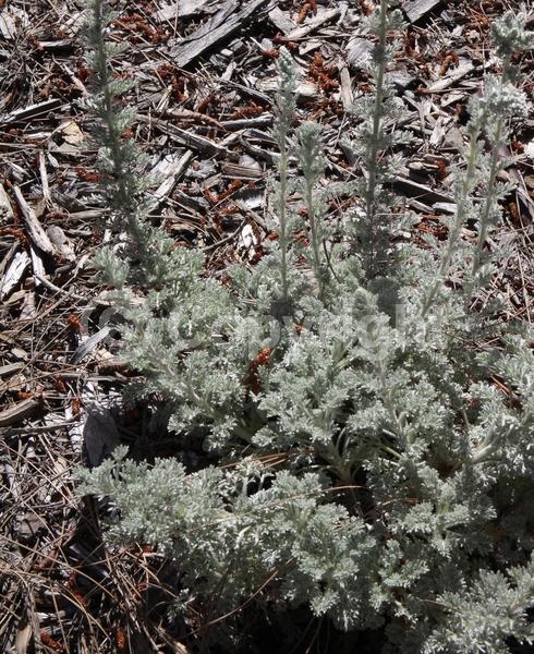 White blooms; North American Native