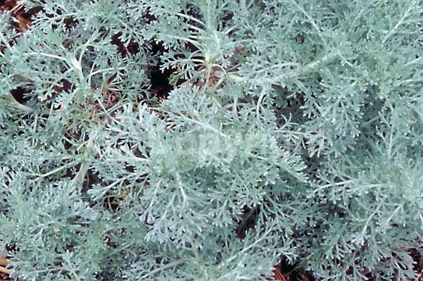 Yellow blooms; Evergreen; Broadleaf; North American Native