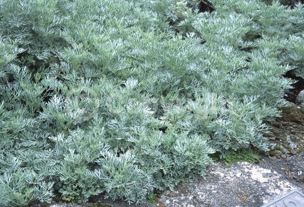 Yellow blooms; Evergreen; Broadleaf; North American Native