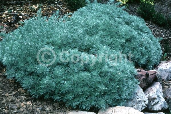 Yellow blooms; Deciduous; Broadleaf