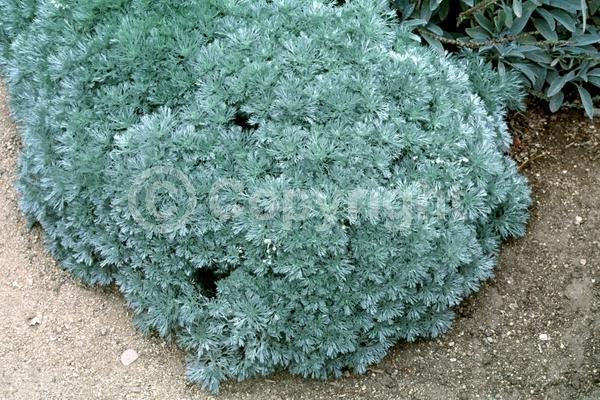 Yellow blooms; Deciduous; Broadleaf