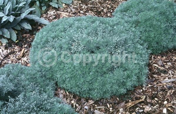 Yellow blooms; Deciduous; Broadleaf