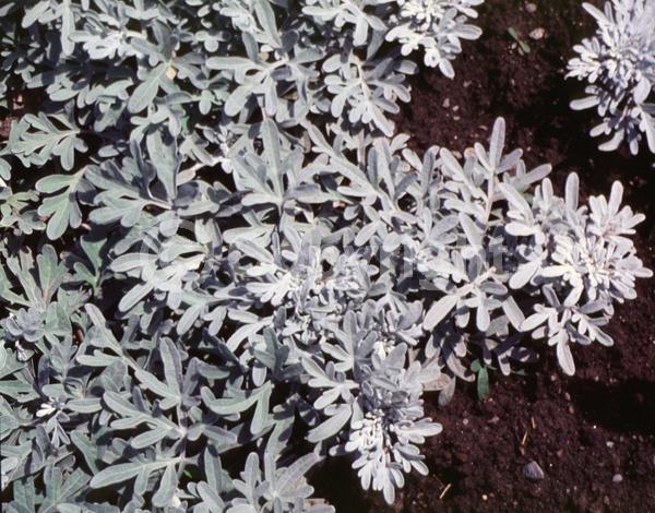 Yellow blooms; Deciduous