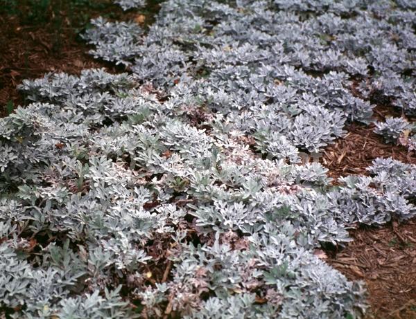 Yellow blooms; Deciduous