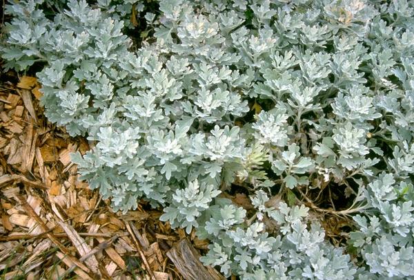 Yellow blooms; Deciduous