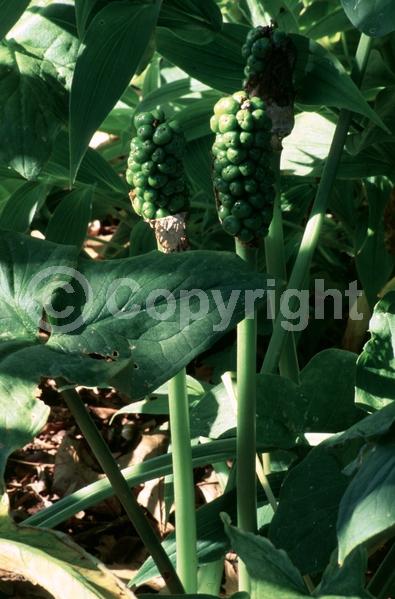 Orange blooms; Deciduous; Broadleaf