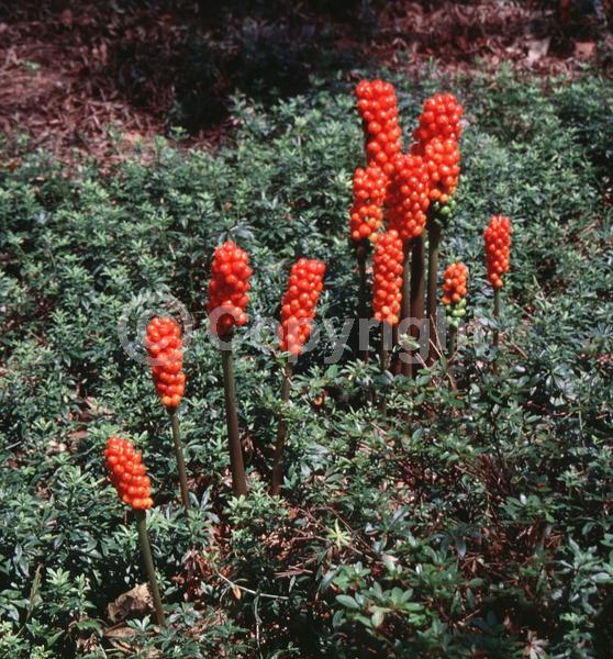 Orange blooms; Deciduous; Broadleaf