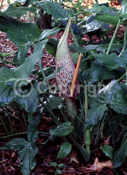 Orange blooms; Deciduous; Broadleaf