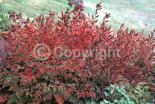 White blooms; Deciduous; Broadleaf