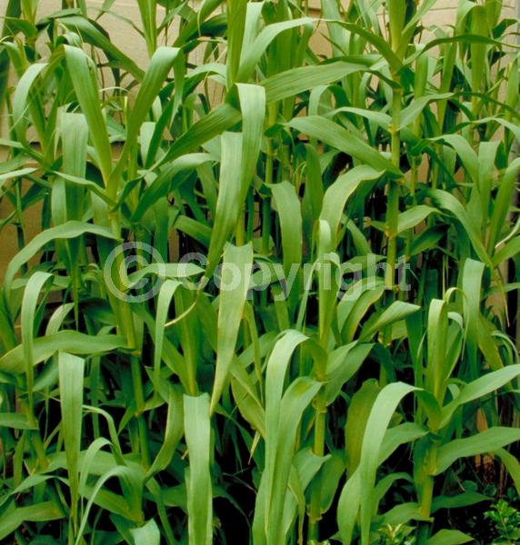 Purple blooms; Green blooms; Deciduous