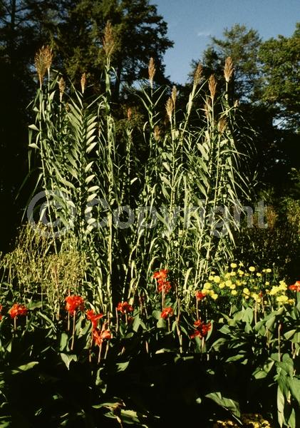 Purple blooms; Green blooms; Deciduous