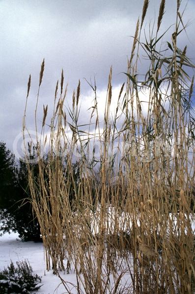 Purple blooms; Green blooms; Deciduous