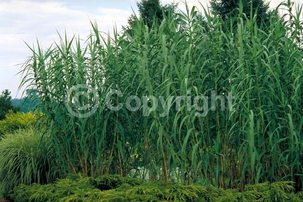 Purple blooms; Green blooms; Deciduous