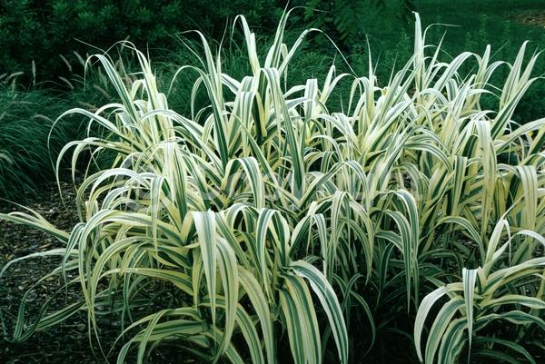 White blooms; Brown blooms; Deciduous