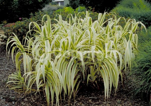White blooms; Brown blooms; Deciduous