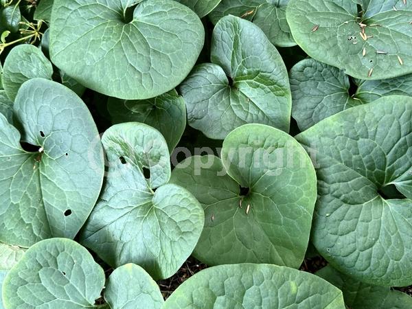 Purple blooms; Brown blooms; Deciduous; Broadleaf; North American Native
