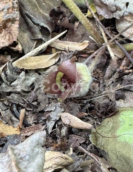 Purple blooms; Brown blooms; Deciduous; Broadleaf; North American Native