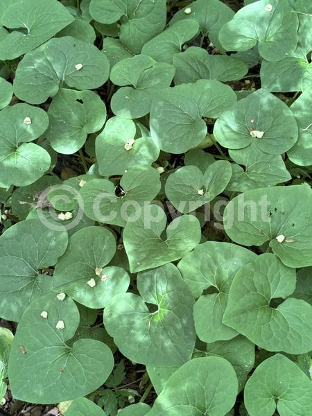 Purple blooms; Brown blooms; Deciduous; Broadleaf; North American Native