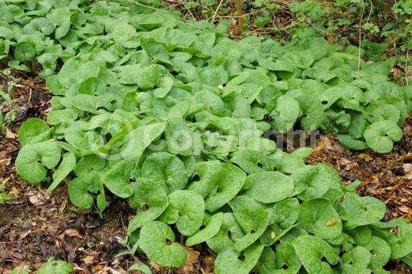 Purple blooms; Brown blooms; Deciduous; Broadleaf; North American Native