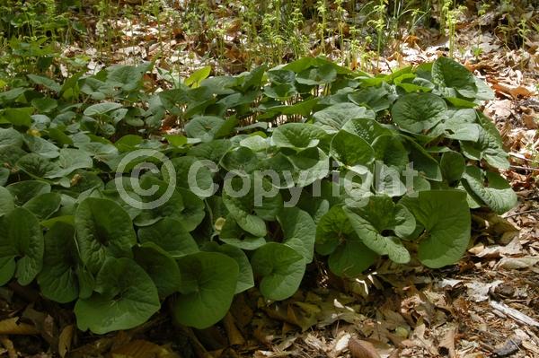 Purple blooms; Brown blooms; Deciduous; Broadleaf; North American Native