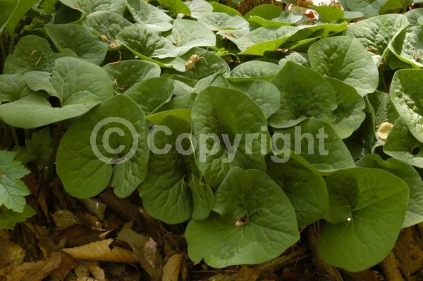 Purple blooms; Brown blooms; Deciduous; Broadleaf; North American Native