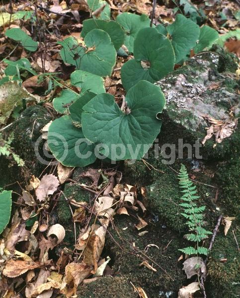 Purple blooms; Brown blooms; Deciduous; Broadleaf; North American Native