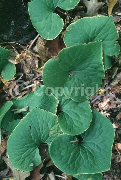 Purple blooms; Brown blooms; Deciduous; Broadleaf; North American Native