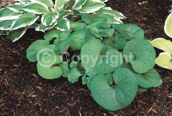 Purple blooms; Brown blooms; Deciduous; Broadleaf; North American Native