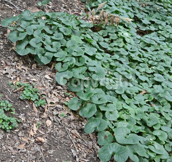 Purple blooms; Brown blooms; Deciduous; Broadleaf; North American Native