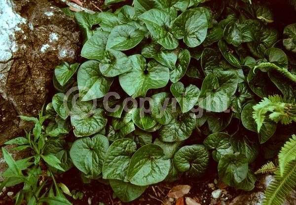 Red blooms; Evergreen; Semi-evergreen; Broadleaf; North American Native