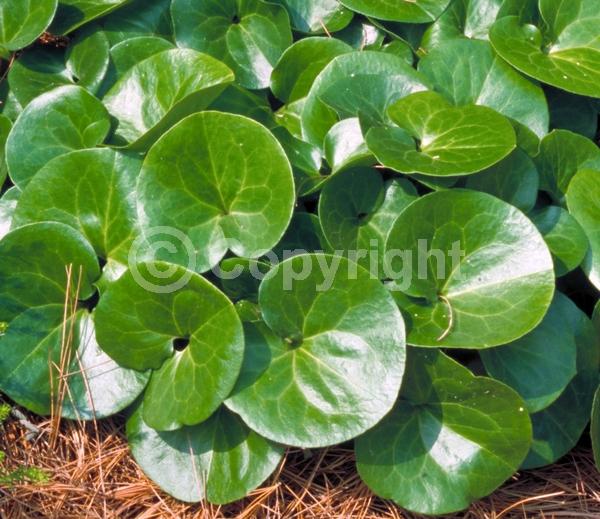 Purple blooms; Evergreen; Needles or needle-like leaf