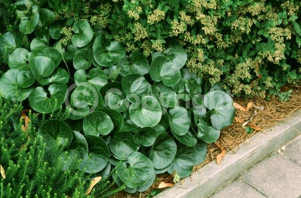 Purple blooms; Evergreen; Needles or needle-like leaf