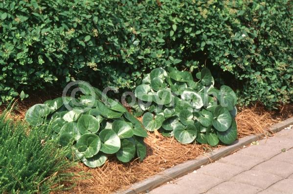 Purple blooms; Evergreen; Needles or needle-like leaf