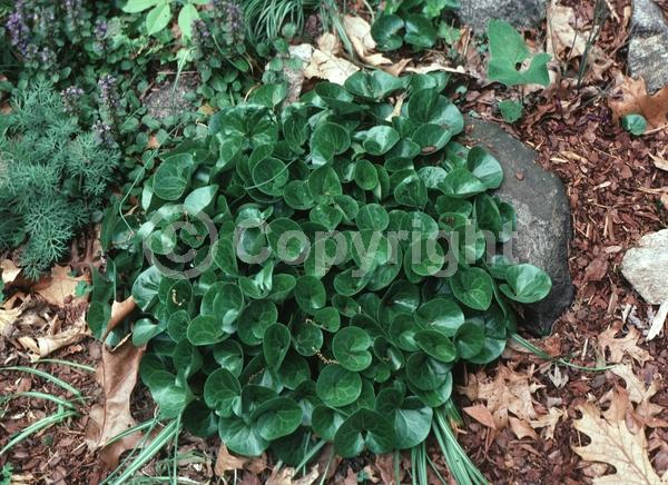 Purple blooms; Evergreen; Needles or needle-like leaf